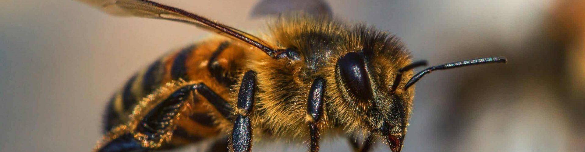 Detailed macro photograph of a honey bee on a log showcasing the insect's features.